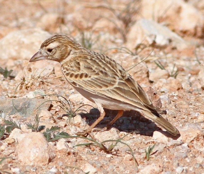 …while Stark Larks are usually in small flocks.